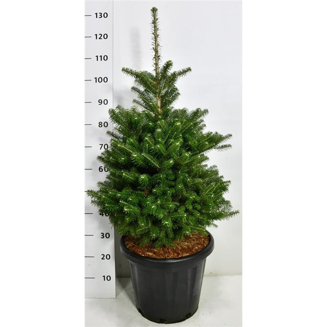 Koreagran – Abies koreana - C25 60-80 cm.